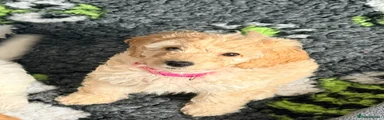 Dark Pink Collar female 