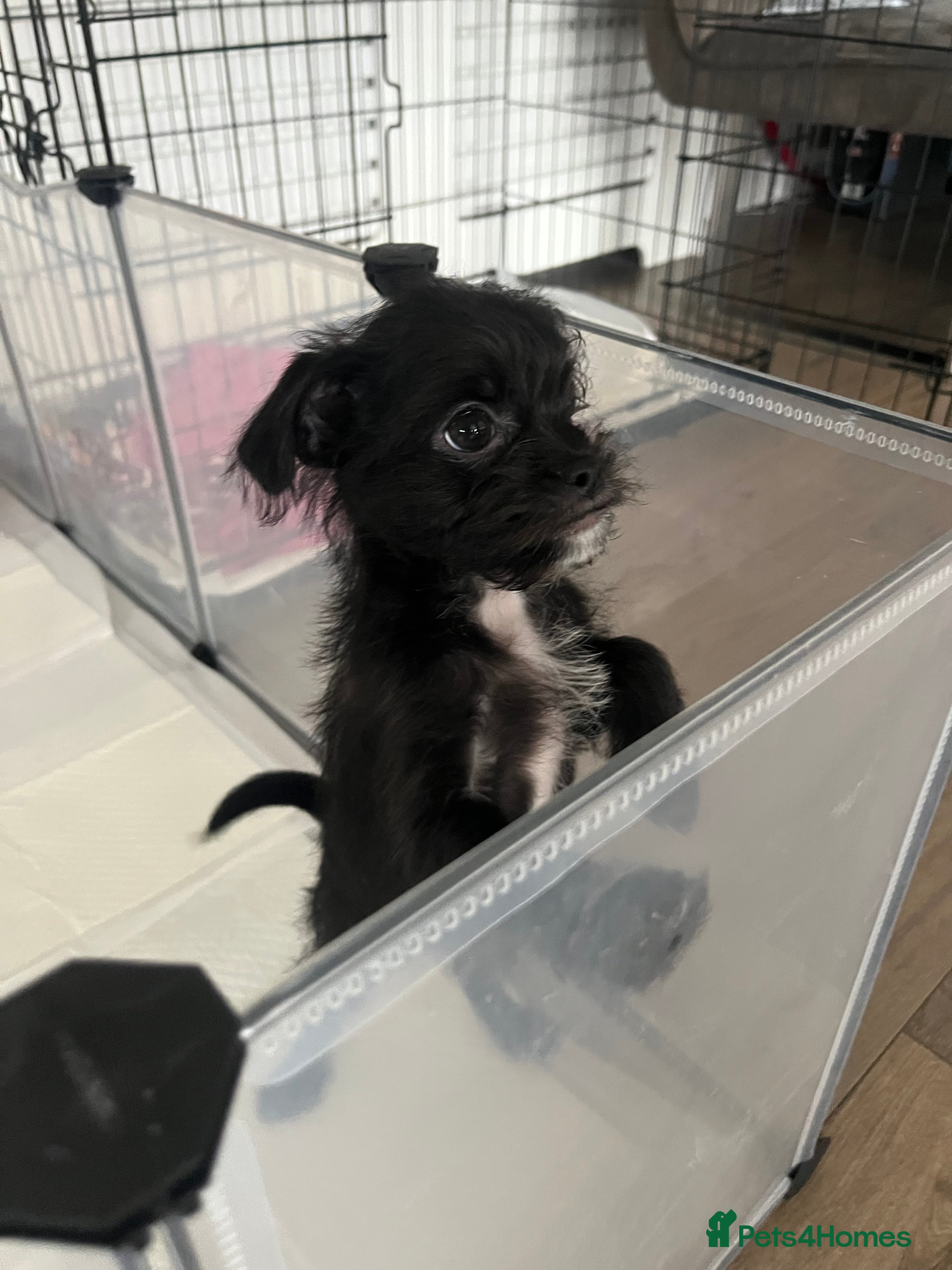Mixed Breed dogs READY NOW! Shih Tzu/Chihuahua hybrids ONLY 2 LEFT  - Advert 21