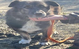 Mixed Breed dogs for adoption: Lawrence - Norwich Norfolk  - Advert 4