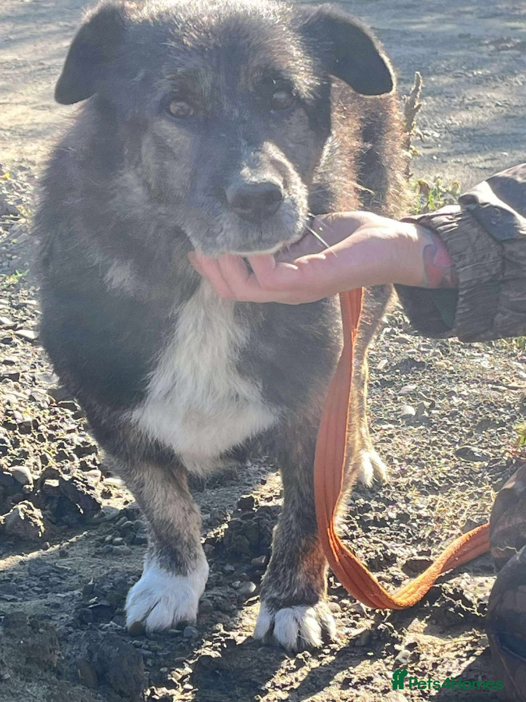 Mixed Breed dogs for adoption: Lawrence - Norwich Norfolk  - Advert 4