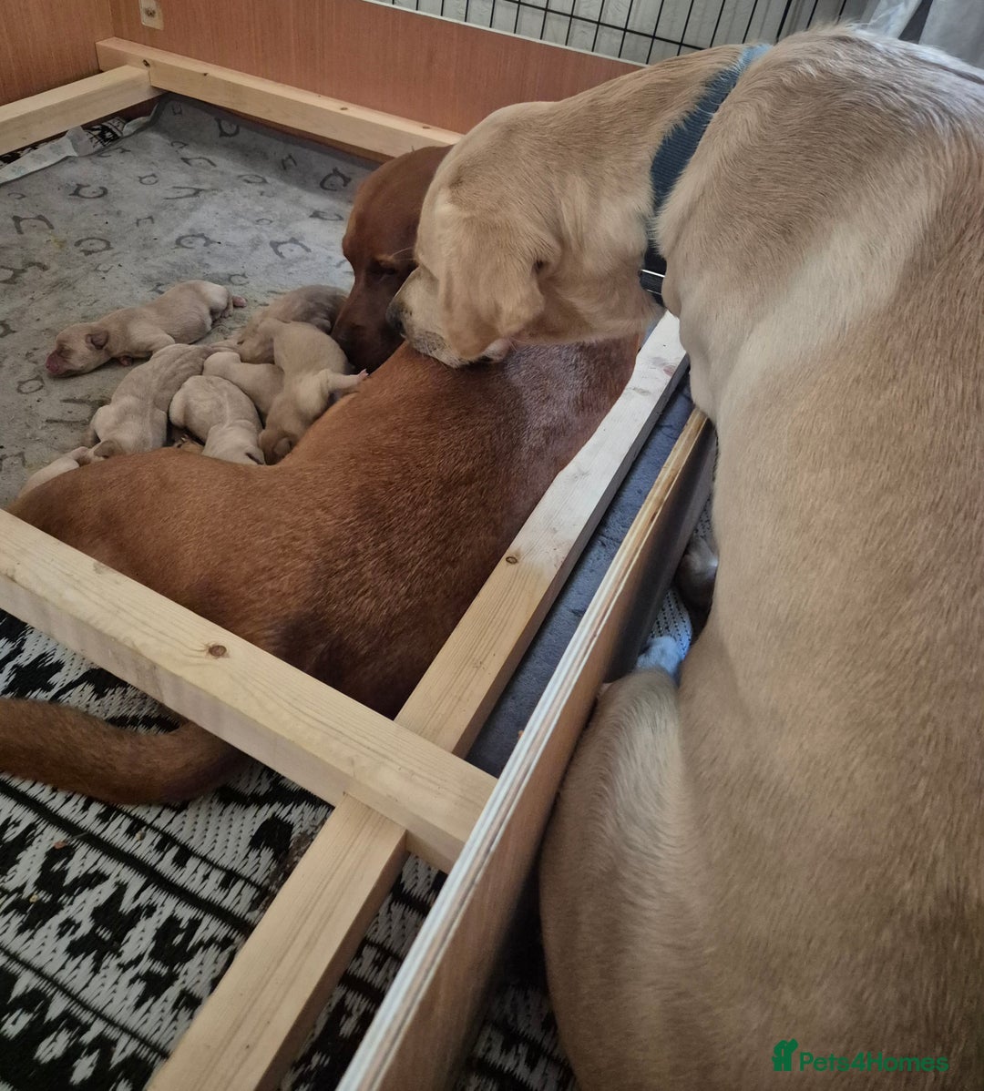 Labrador Retriever dogs for sale: Kc registered fox red puppies champion bloodlines  - Advert 5