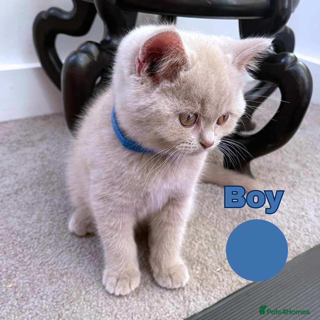 British Shorthair cats for sale: British Shorthair, Ready to be rehomed - Advert 25