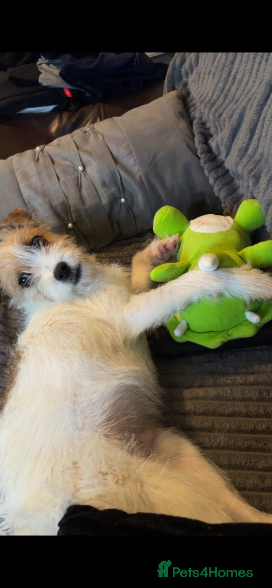 Mixed Breed dogs Archie - Advert 3
