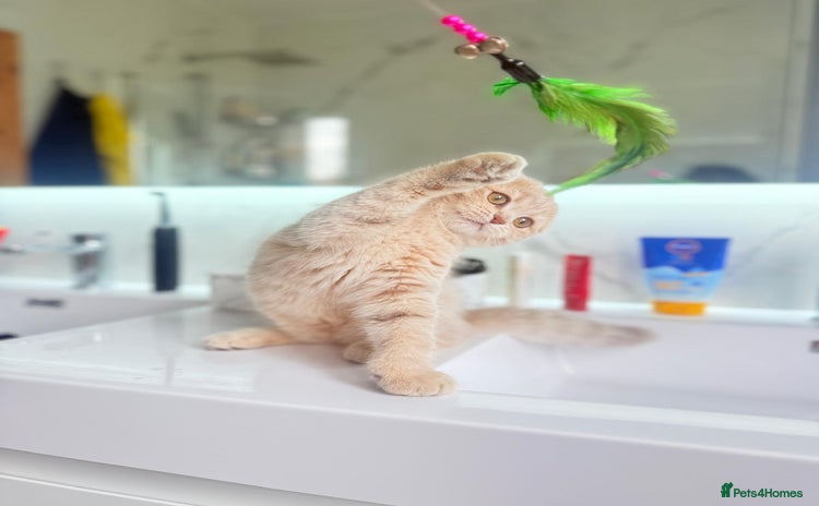 Scottish Fold cats in Croydon - Advert 9