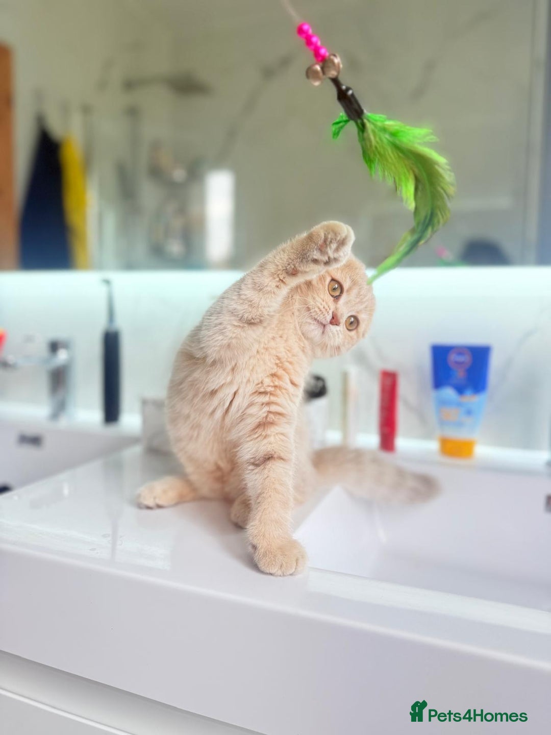 Scottish Fold cats for sale: Full pedigree Scottish fold in Croydon - Image 1