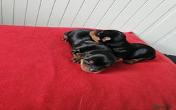 Yorkshire Terrier dogs for sale:  Yorkshire terriers🐶Kc.reg.💙1 BOY available 🧡💚 - Image 15