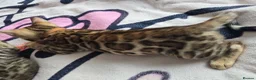 Bengal cats for sale: 😺5 Exceptional Bengal Kittens 😸 male - Advert 12