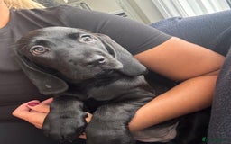 Mixed Breed dogs for sale: Cane corso x spaniel  - Image 3