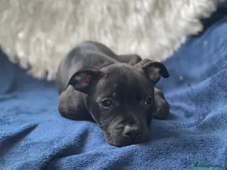 Staffordshire Bull Terrier dogs Last boy !!! Price dropped !!! Kassius pup - Advert 1