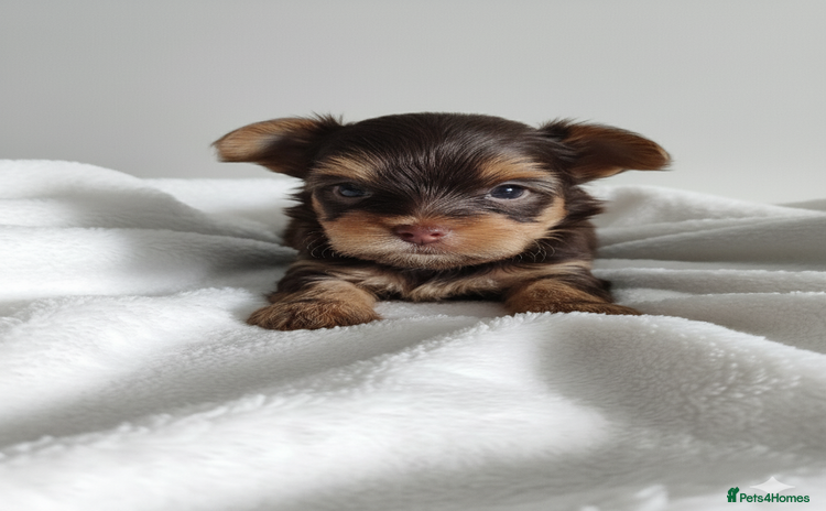 Yorkshire Terrier dogs - Advert 8