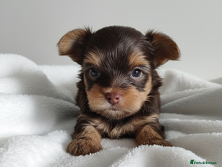 Yorkshire Terrier dogs - Advert 2