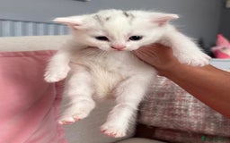 Siberian cats for sale: Five fluffy kittens  - Image 11