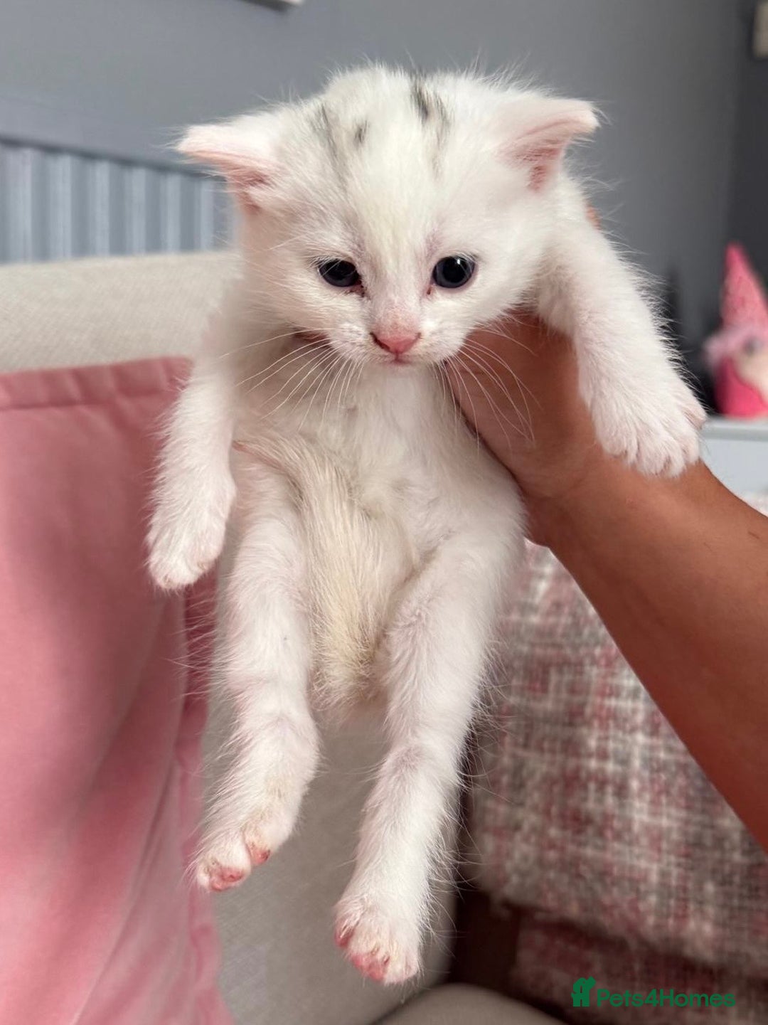 Siberian cats for sale: Five fluffy kittens  - Image 11