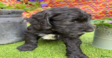Australian Labradoodle dogs - Advert 11