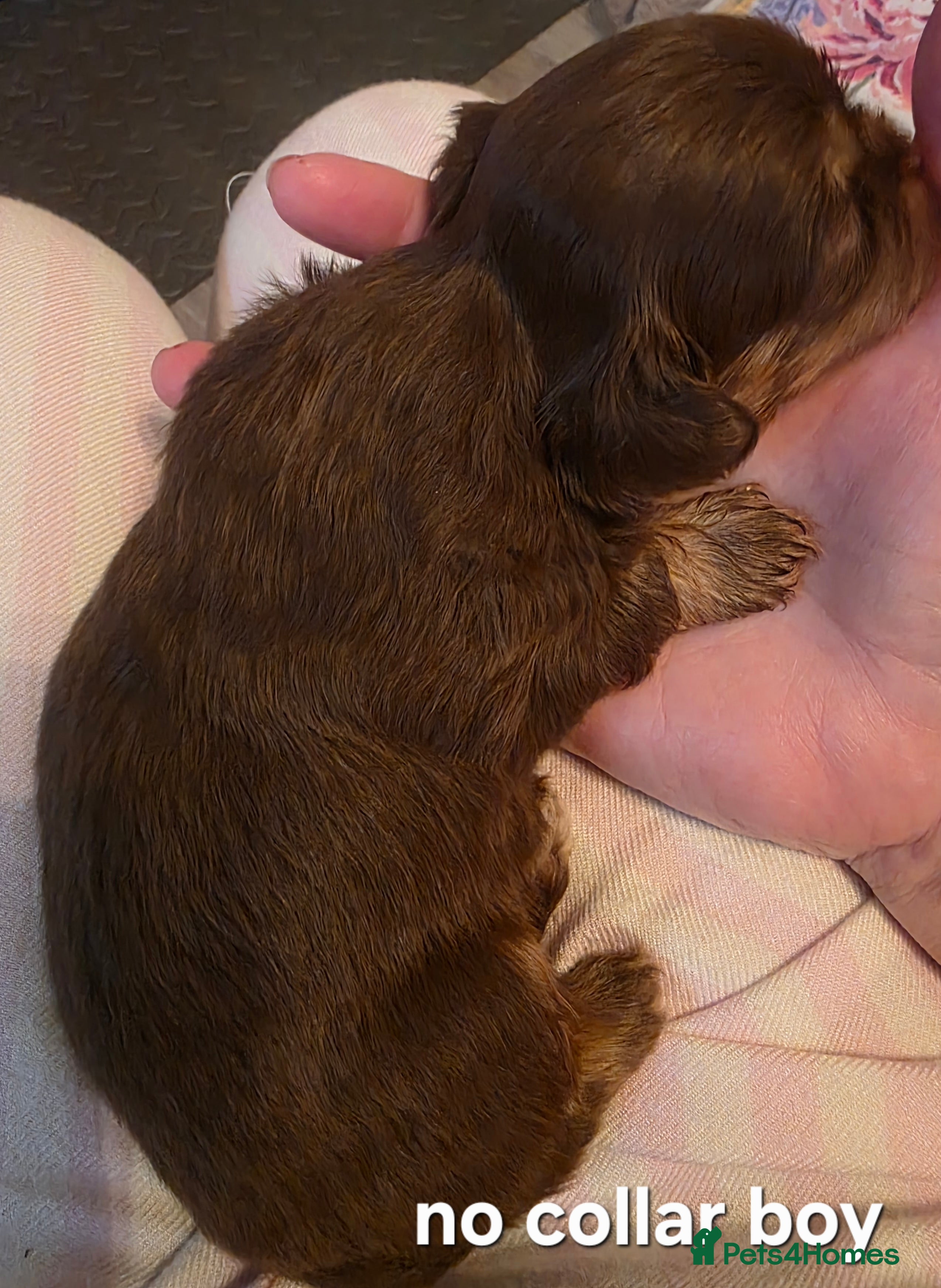 Shih Tzu dogs Imperial Chocolate Shih Tzu puppies - Advert 2
