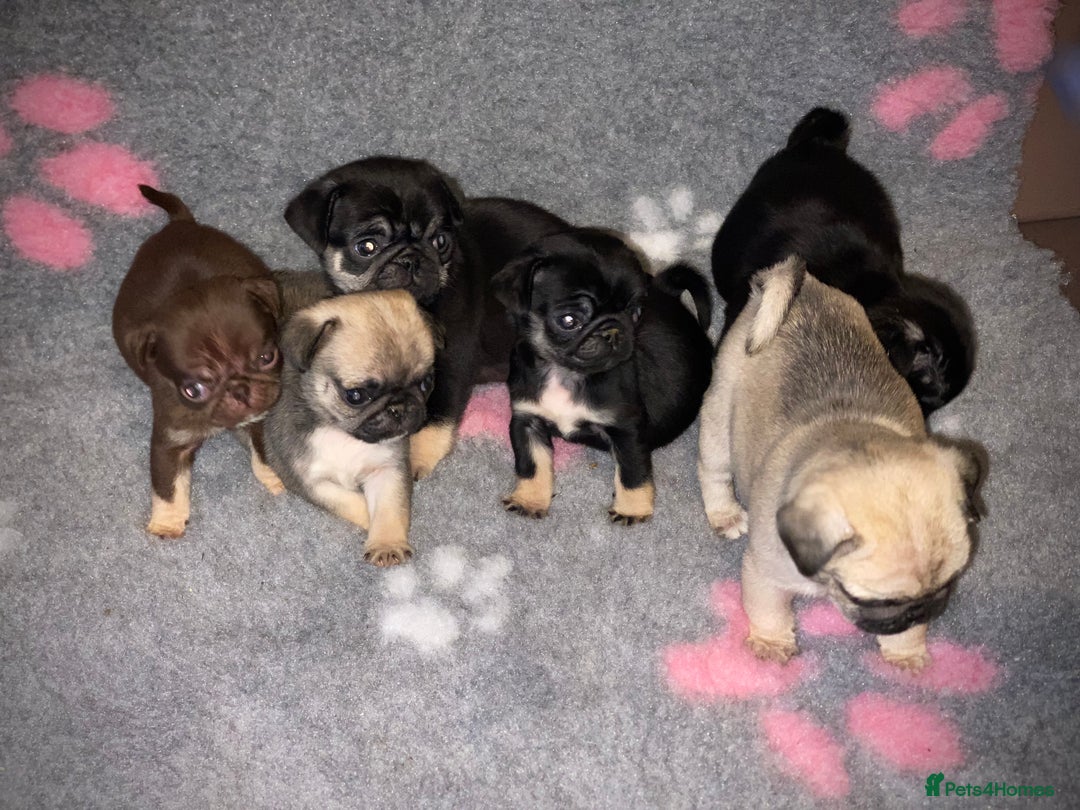 Pug dogs for sale: Beautiful Pug Puppies  - Advert 8