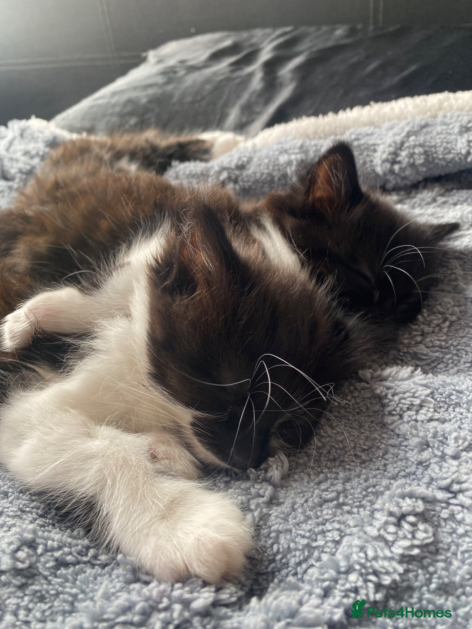 Mixed Breed cats for sale: Tuxedo kittens looking for their forever homes  - Advert 6