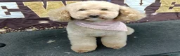 Cavapoo dogs for sale: Ready 8 weeks old boy-cream/apricot/white Merle - Advert 14