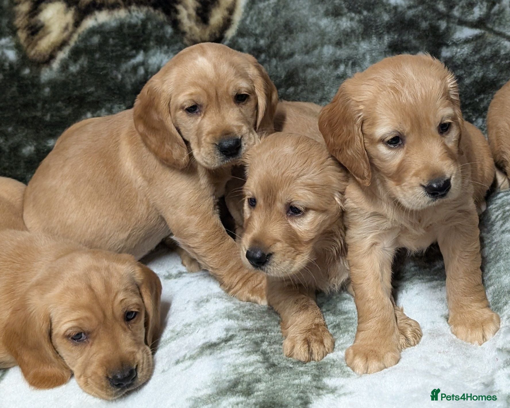 Cockerdor dogs Stunning Golden Cockerdor puppies  - Advert 2