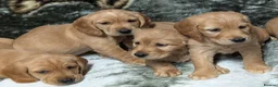 Cockerdor dogs for sale: Stunning Golden Cockerdor puppies  - Advert 2