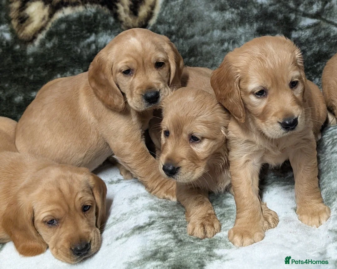 Cockerdor dogs for sale: Stunning Golden Cockerdor puppies  - Advert 2