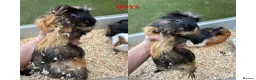 Guinea Pig rodents for sale: Guinea Pigs (Boys & Girls) - Advert 2