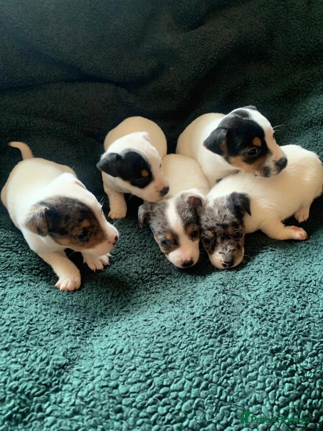 Jack Russell dogs for sale: Jack Russell Puppies  - Advert 7