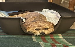 Lhasa Apso dogs for sale: 3rd generation Lhasa poo puppies  - Image 18