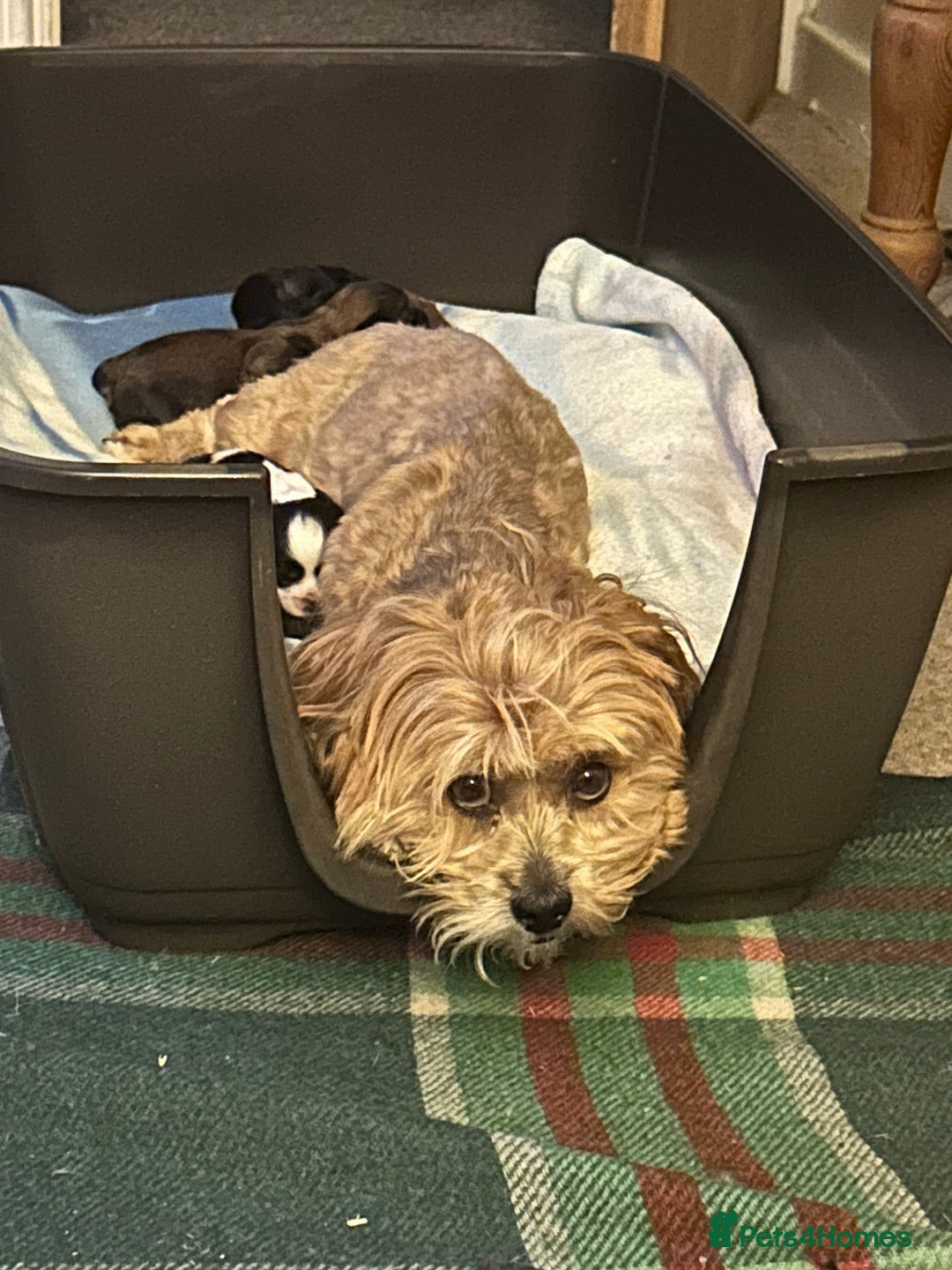 Lhasa Apso dogs for sale: 3rd generation Lhasa poo puppies  - Image 18