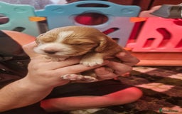 Cocker Spaniel dogs for sale: Beautiful cocker spaniel  - Image 5