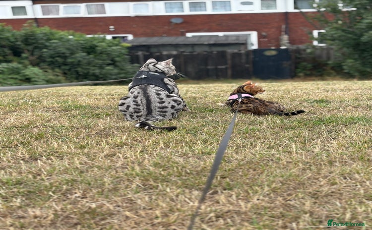 Bengal cats - Advert 7