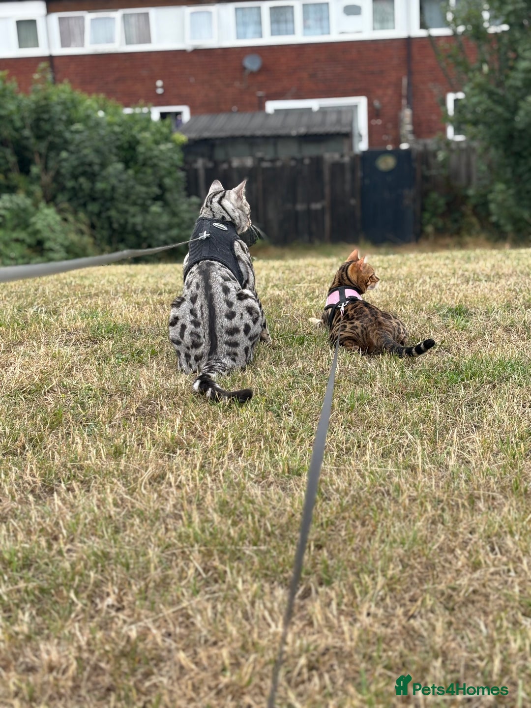 Bengal cats for sale: 2 cats for rehoming - Image 1