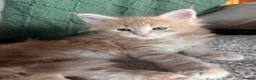 Maine Coon cats for sale: Maine Coon kittens from champion lines  - Advert 11