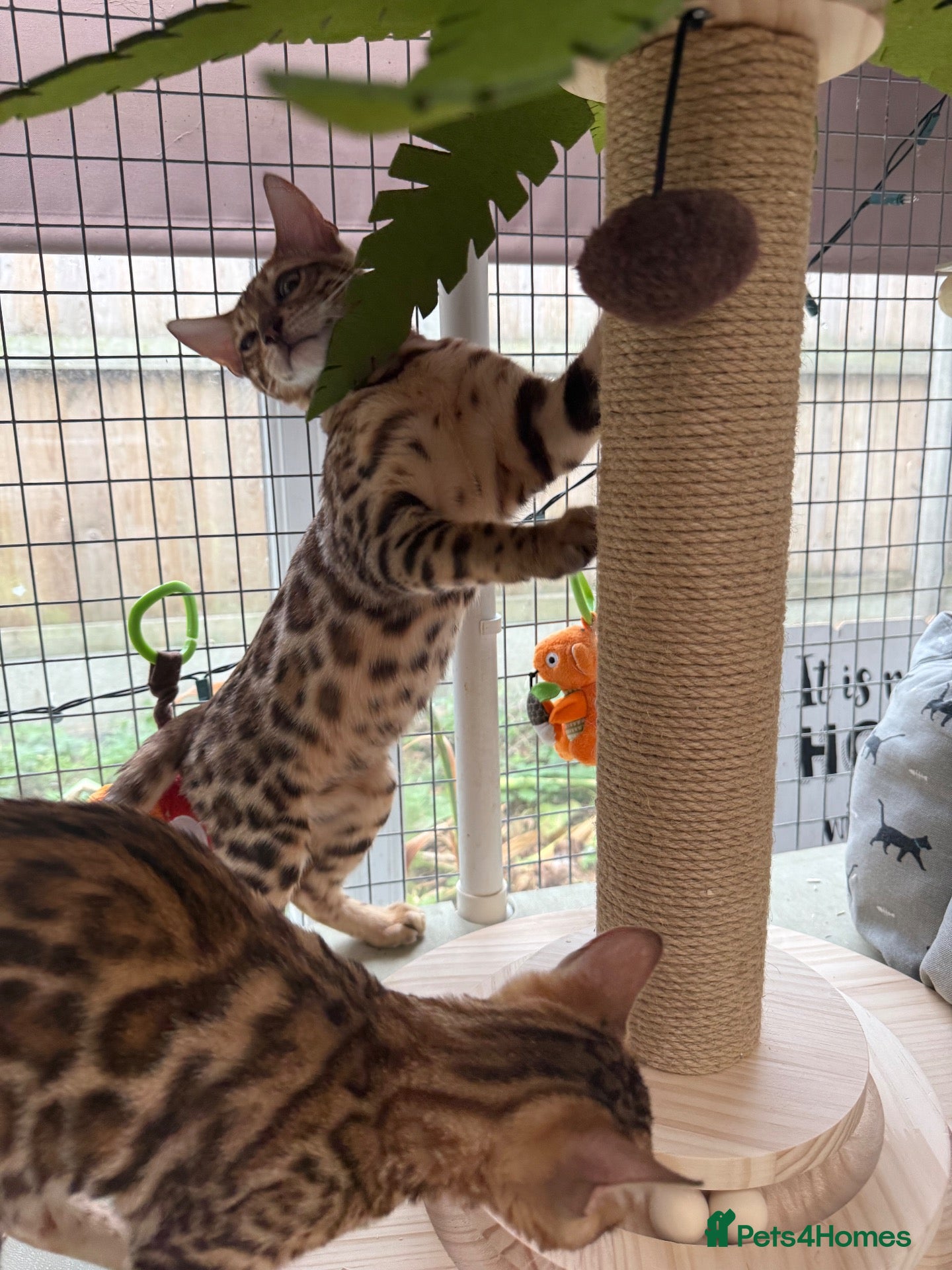 Bengal cats Stunning 🩷 TICA 🐆 Bengal kittens 💙 - Advert 7