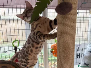 Bengal cats Stunning 🩷 TICA 🐆 Bengal kittens 💙 - Advert 7