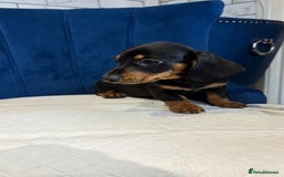 Miniature Dachshund dogs for sale: Miniature Dachshunds  - Advert 9