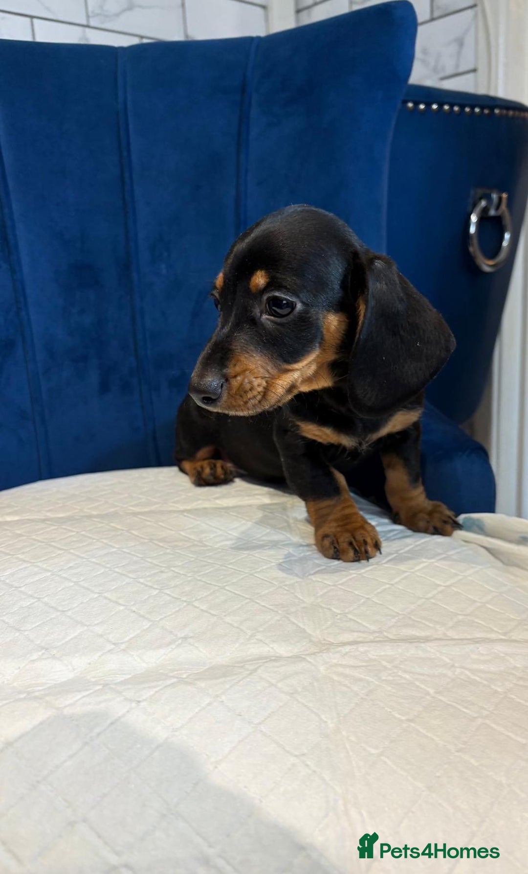 Miniature Dachshund dogs for sale: Miniature Dachshunds  - Advert 9