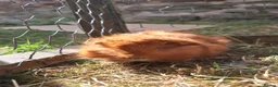 Guinea Pig rodents for sale: Two male guinea pigs, long haired - Advert 3