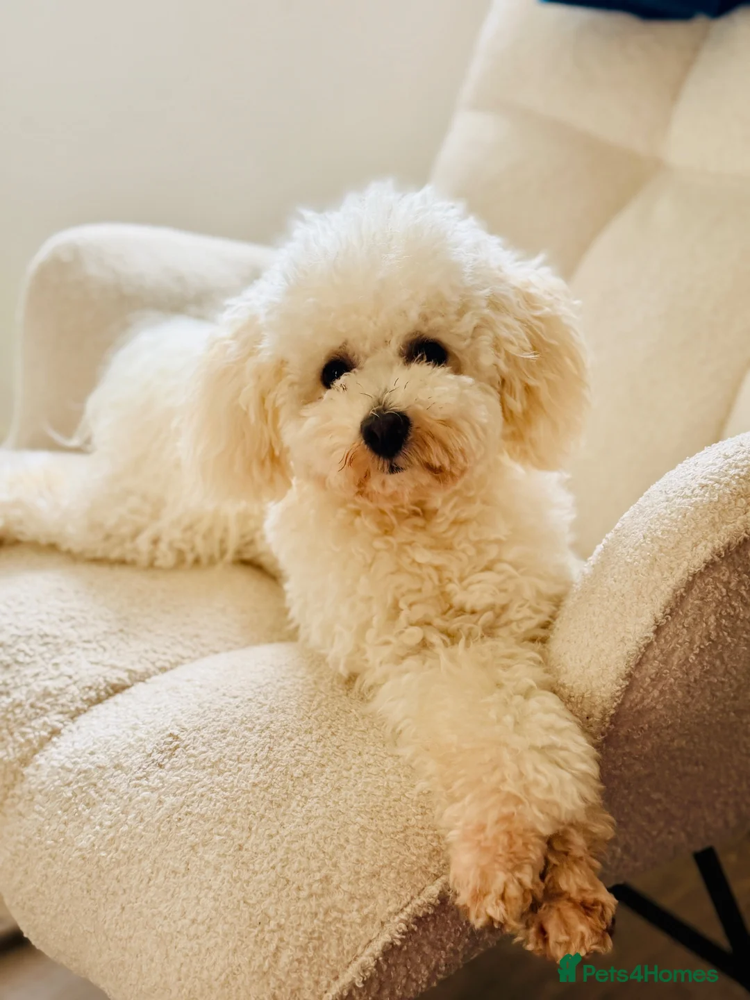 Toy Poodle dogs for sale:  Beautiful KC Registered Toy Poodle Boy15 Months in Altrincham - Advert 1