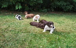 Cocker Spaniel dogs for sale: Cocker Spaniel Puppies - Image 12