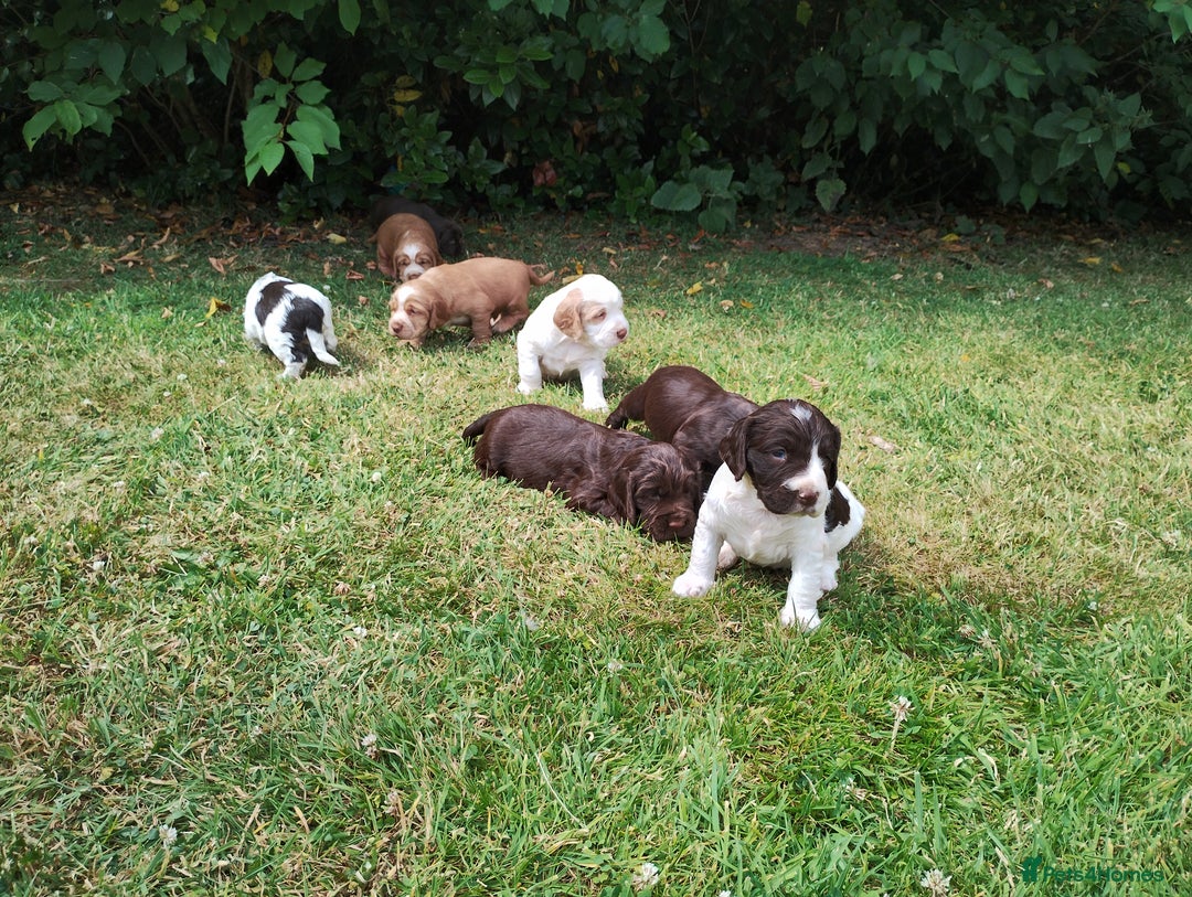 Cocker Spaniel dogs for sale: Cocker Spaniel Puppies - Image 12