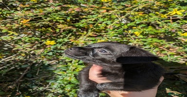 Chipoo dogs - Advert 2