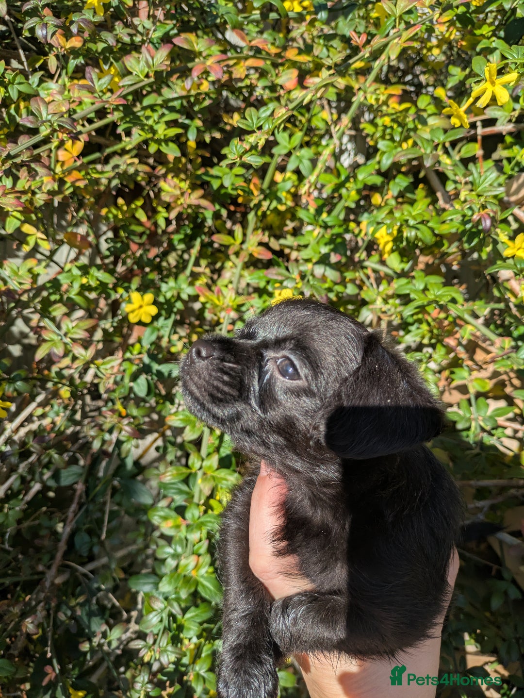 Chipoo dogs for sale: Non shed, health tested  chipoo girl - Advert 15