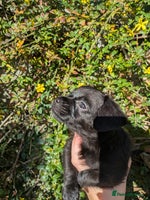 Chipoo dogs - Advert 10