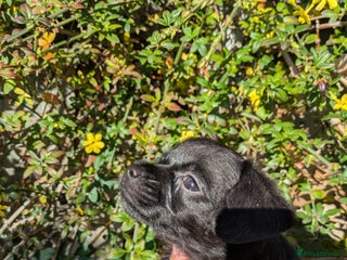 Chipoo dogs Non shed, health tested chipoos - Advert 6