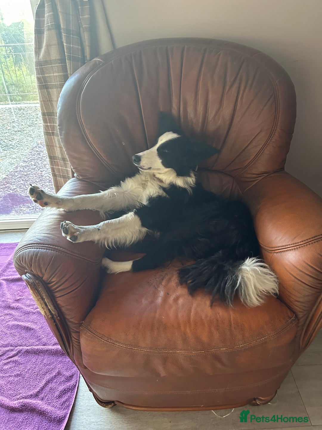 Border Collie dogs for sale: Bryndau Minnie - Image 6
