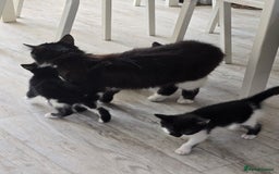 Domestic Shorthair cats for sale: 2 female kittens - Image 2