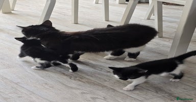 Domestic Shorthair cats - Advert 8