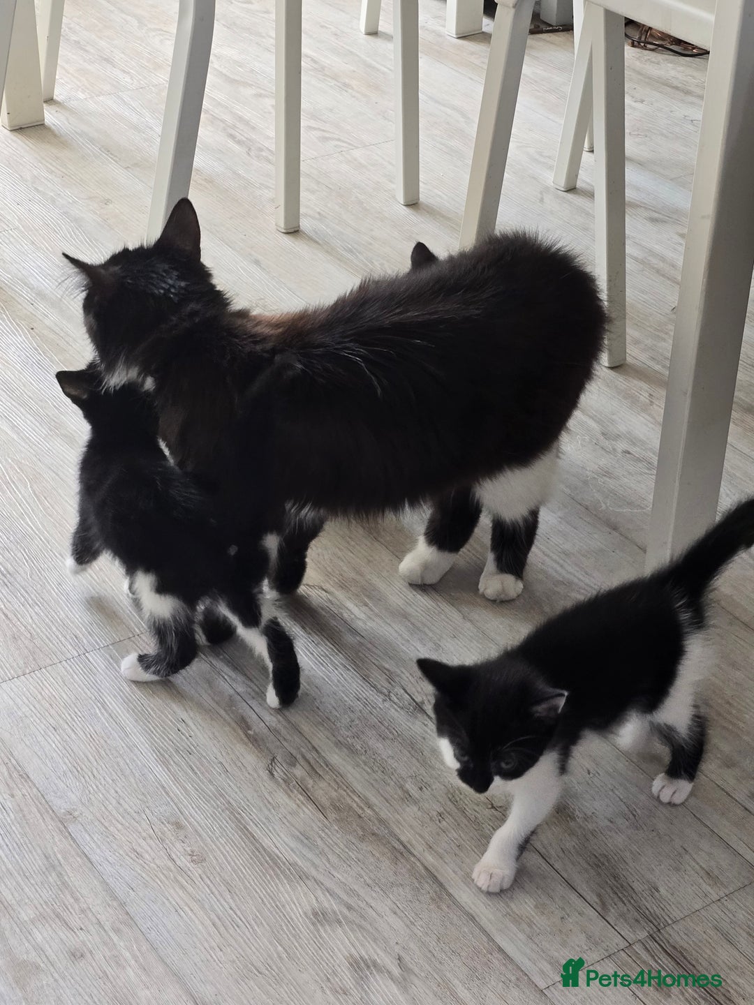 Domestic Shorthair cats for sale: 2 female kittens - Image 2