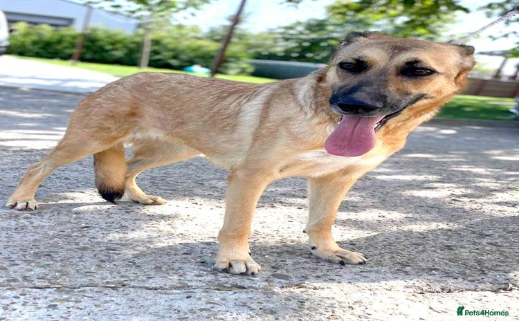 Mixed Breed dogs - Advert 1